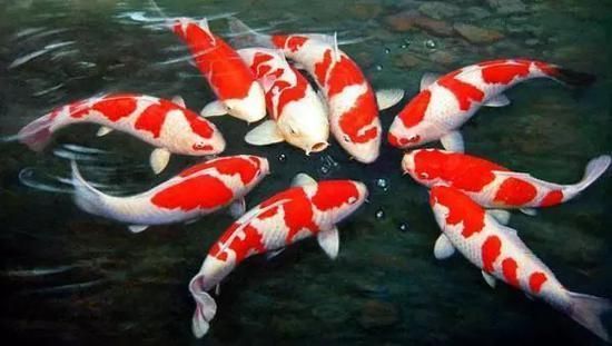 屬馬的人適合養銀龍魚嗎？風水與飼養指南，屬馬者養銀龍魚的風水宜忌與飼養全指南
