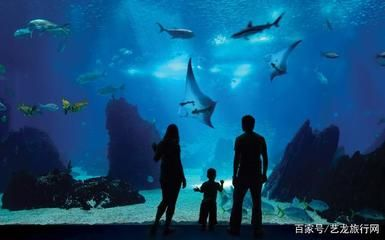 世界最大的水族館在哪個國家？（世界上最大的水族館是喬治亞水族館，是世界上最大的水族館） 世界最大的水族館在哪個國家？（世界上最大的水族館是喬治亞水族館，是世界上最大的水族館） 水族館百科（水族館加盟） 第4張