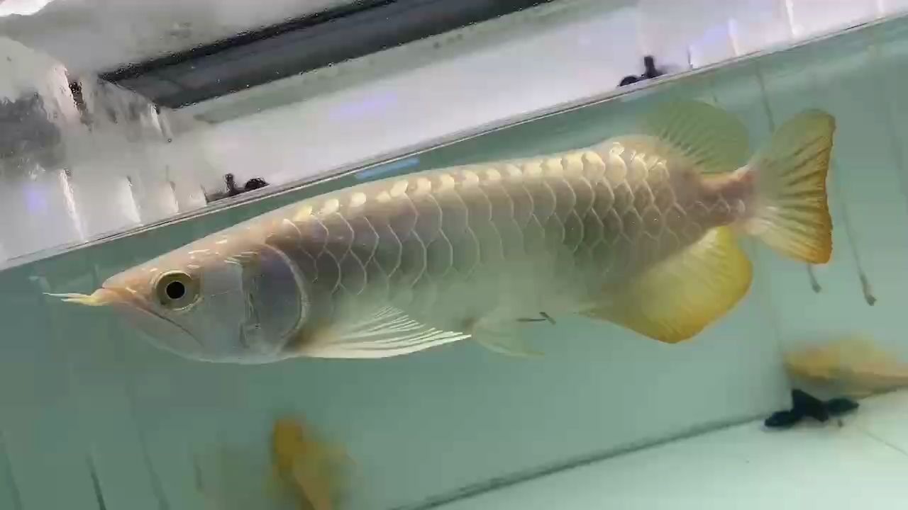 看看過背金 看看過背金 龍魚論壇