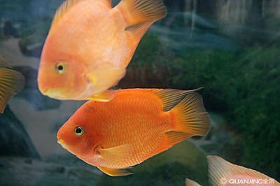 觀賞魚最大可以長多大（觀賞魚的最大體長可以從幾厘米到幾十米）
