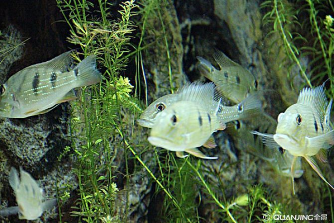 觀賞魚最大可以長多大（觀賞魚的最大體長可以從幾厘米到幾十米）
