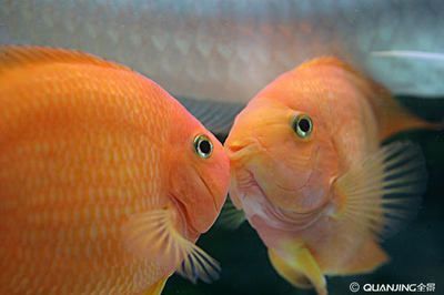 觀賞魚最大可以長多大（觀賞魚的最大體長可以從幾厘米到幾十米）