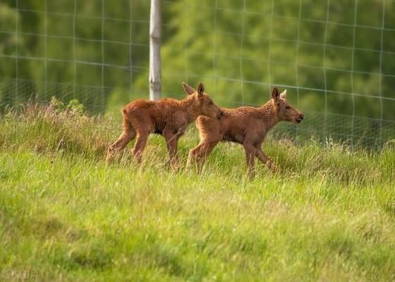 屬龍雙魚女的獨(dú)特魅力，溫柔與力量的完美融合，屬龍雙魚女，溫柔與力量交織的獨(dú)特魅力