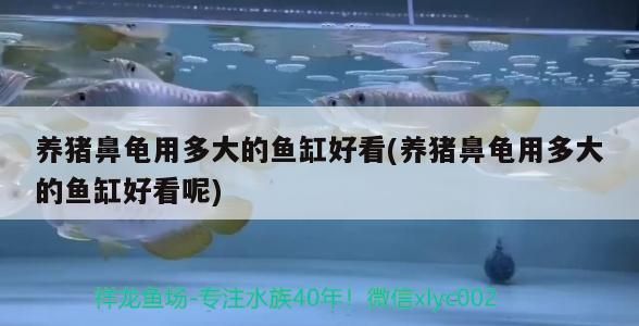 養(yǎng)豬鼻龜用多大的魚缸好看(養(yǎng)豬鼻龜用多大的魚缸好看呢)