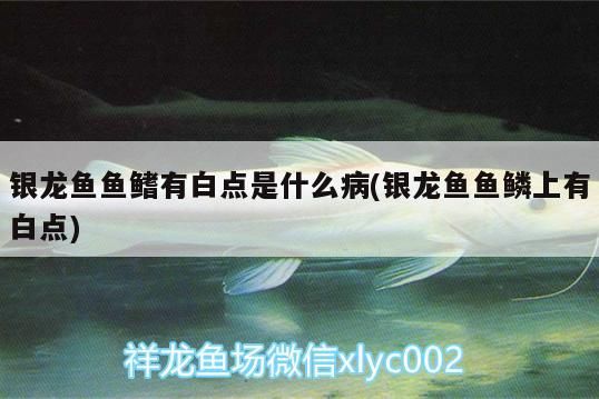 銀龍魚(yú)魚(yú)鰭有白點(diǎn)是什么病(銀龍魚(yú)魚(yú)鱗上有白點(diǎn))