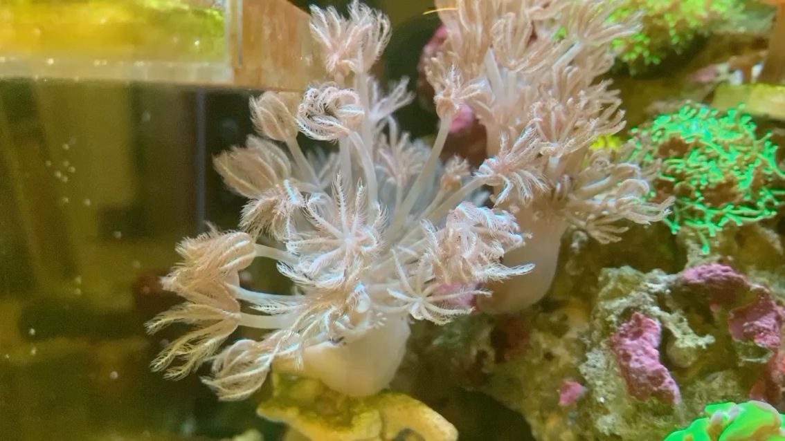 銅梁區(qū)御林坊鮮花店