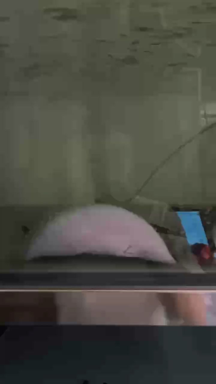 我的虎魚真菌感染了要怎么處理 走起 龍魚論壇 走起 走起 龍魚論壇