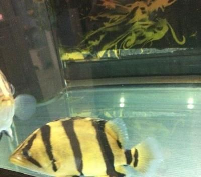 虎魚長到30公分需要幾年：虎魚從10公分長到20公分需要一年左右的時間，具體生長時間取決于多種因素 虎魚長到30公分需要幾年：虎魚從10公分長到20公分需要一年左右的時間，具體生長時間取決于多種因素 虎魚百科 第1張