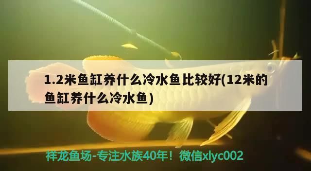 1.2米魚缸養什么冷水魚比較好(12米的魚缸養什么冷水魚)