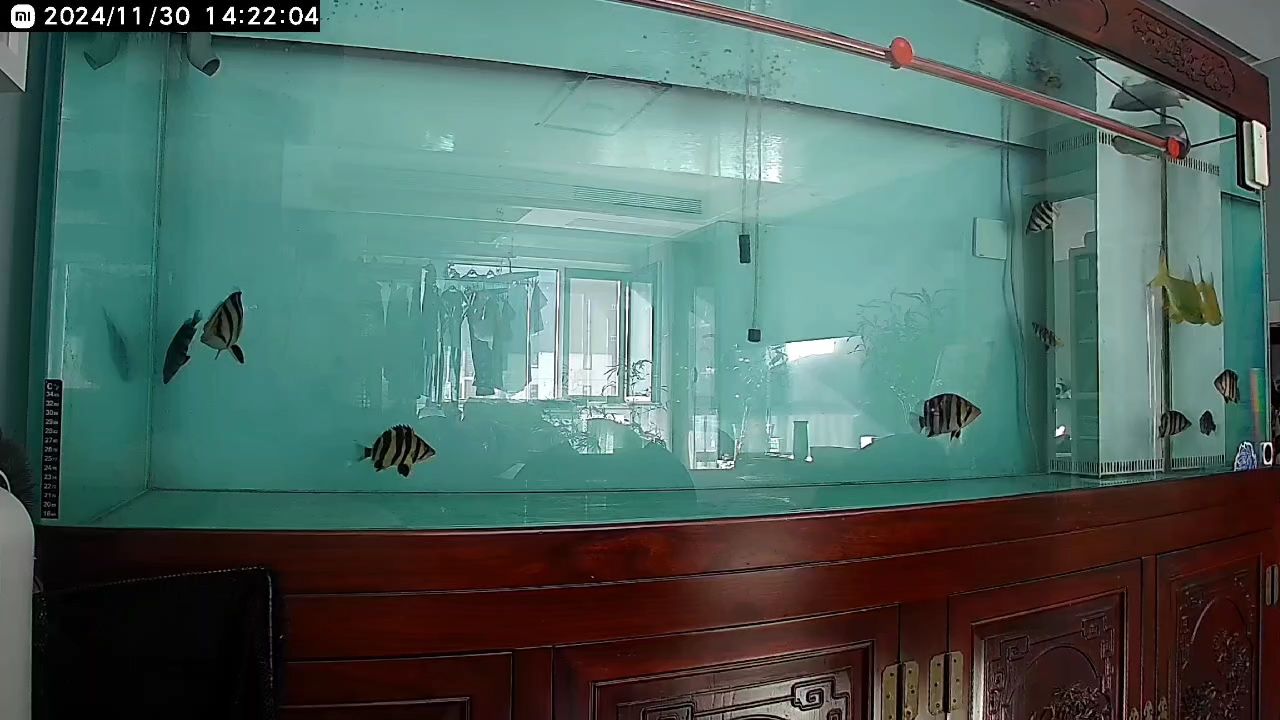 從新開始玩魚