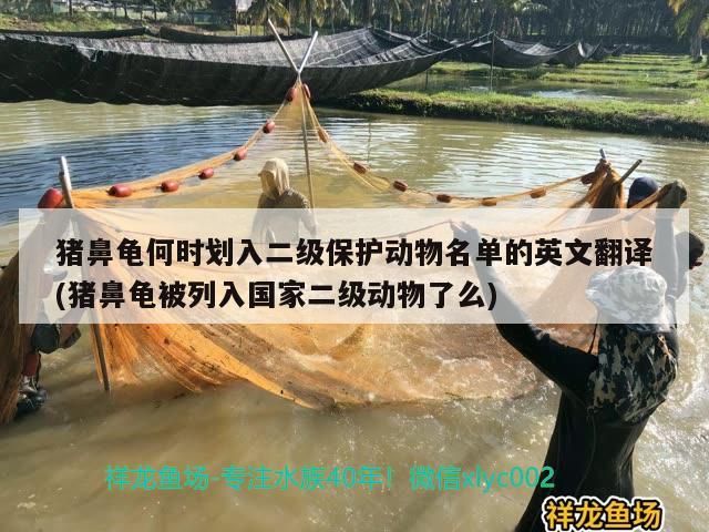 豬鼻龜何時劃入二級保護動物名單的英文翻譯(豬鼻龜被列入國家二級動物了么)