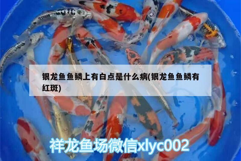 銀龍魚魚鱗上有白點是什么病(銀龍魚魚鱗有紅斑)