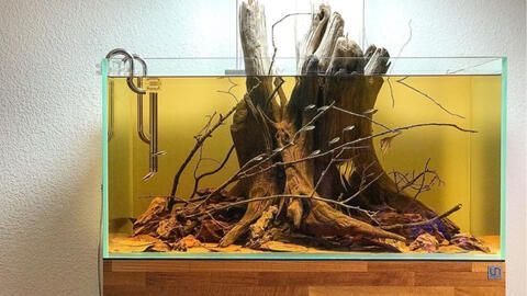 90缸南美魚缸造景視頻：90厘米南美原生缸造景