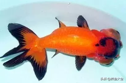 自制魚缸架子圖片大全簡(jiǎn)單（自制魚缸架子圖片大全簡(jiǎn)單視頻）