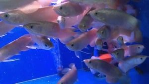 紅龍魚(yú)吃飼料好還是吃蝦肉好：紅龍魚(yú)喂食蝦和飼料的詳細(xì)信息