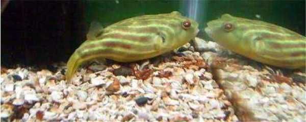 屬龍的養(yǎng)幾條魚好旺財？風(fēng)水魚數(shù)量與財運解析，屬龍人養(yǎng)幾條魚最旺財？風(fēng)水魚數(shù)量與財運全解析