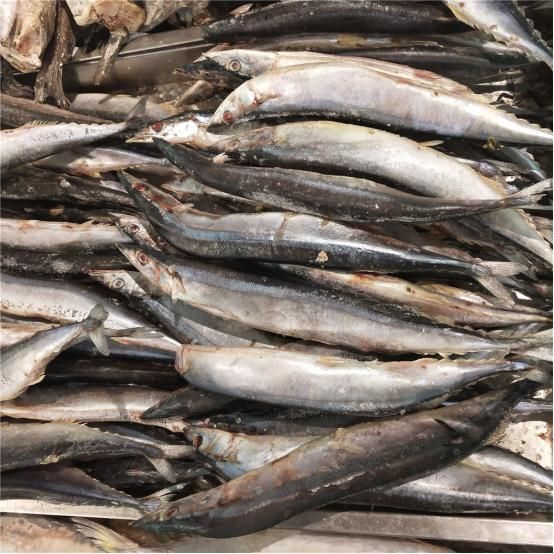 屬龍的人養(yǎng)幾條魚最旺運？揭秘風(fēng)水魚的數(shù)量與運勢關(guān)系，屬龍人養(yǎng)幾條魚最旺運？風(fēng)水魚數(shù)量與運勢全解析