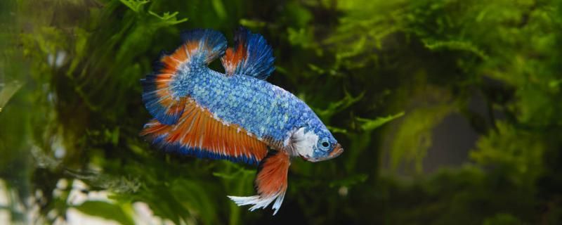 斗魚尾巴破損是什么原因還能長好嗎