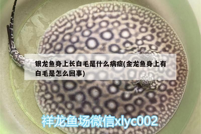 銀龍魚身上長白毛是什么病癥(金龍魚身上有白毛是怎么回事)
