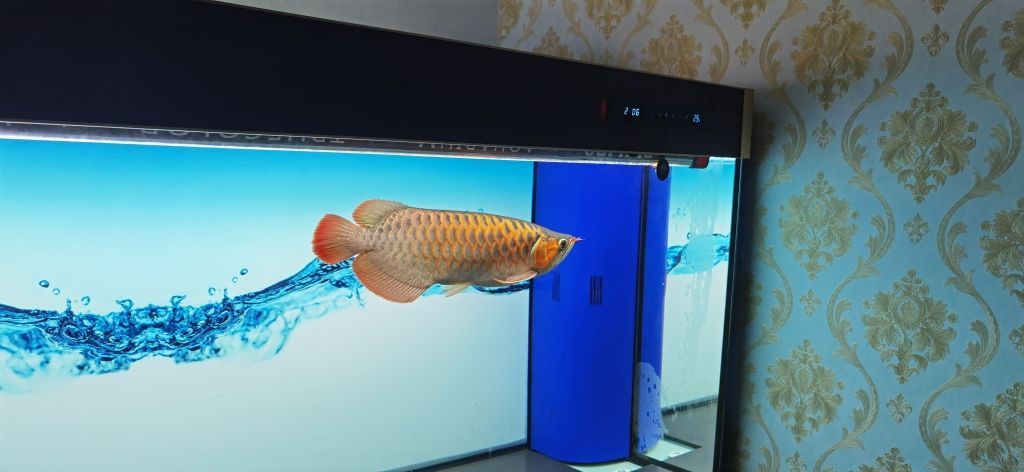 石家莊哪有定做魚缸的地方啊（ 石家莊最大魚缸市場） 石家莊哪有定做魚缸的地方?。?石家莊最大魚缸市場） 馬印水族