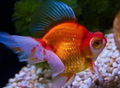 屬龍的幸運(yùn)寵物是什么？揭秘龍年出生者的吉祥伴侶，屬龍人的幸運(yùn)寵物大公開，這些動物能為你帶來好運(yùn)！