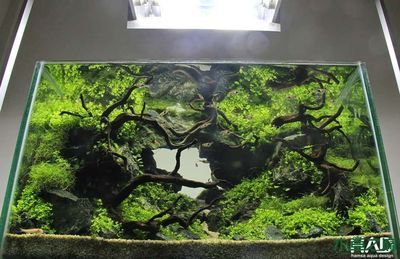 60魚缸水草造景視頻:60魚缸水草造景基礎(chǔ)教程 魚缸百科 第3張 60魚缸水草造景視頻:60魚缸水草造景基礎(chǔ)教程 60魚缸水草造景視頻:60魚缸水草造景基礎(chǔ)教程 魚缸百科 第3張