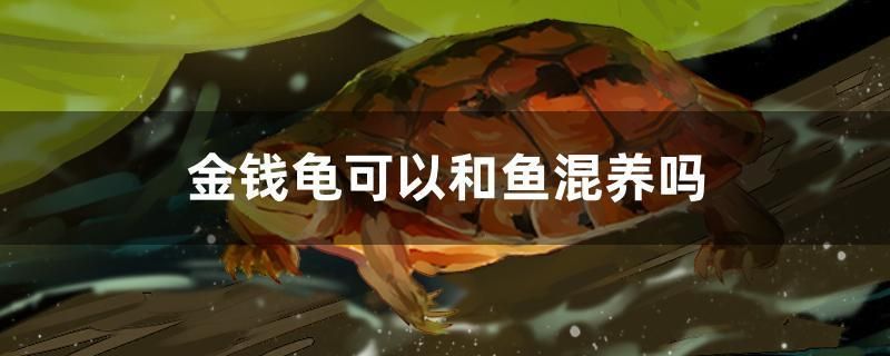 金錢龜可以和魚混養嗎