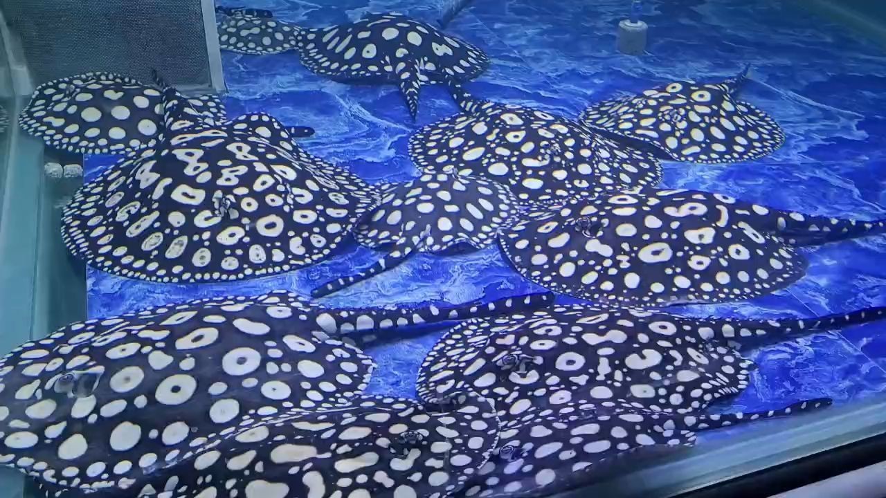 假日快樂 假日快樂 龍魚論壇