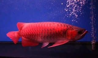 紅龍魚吃食不猛是怎么回事：紅龍魚吃食不猛可能由多種因素導致紅龍魚吃食不猛