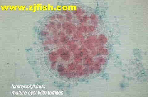 屬雞最忌三種魚，風水命理中的飲食禁忌解析，屬雞者必看！風水命理揭秘三種忌食魚類的飲食禁忌