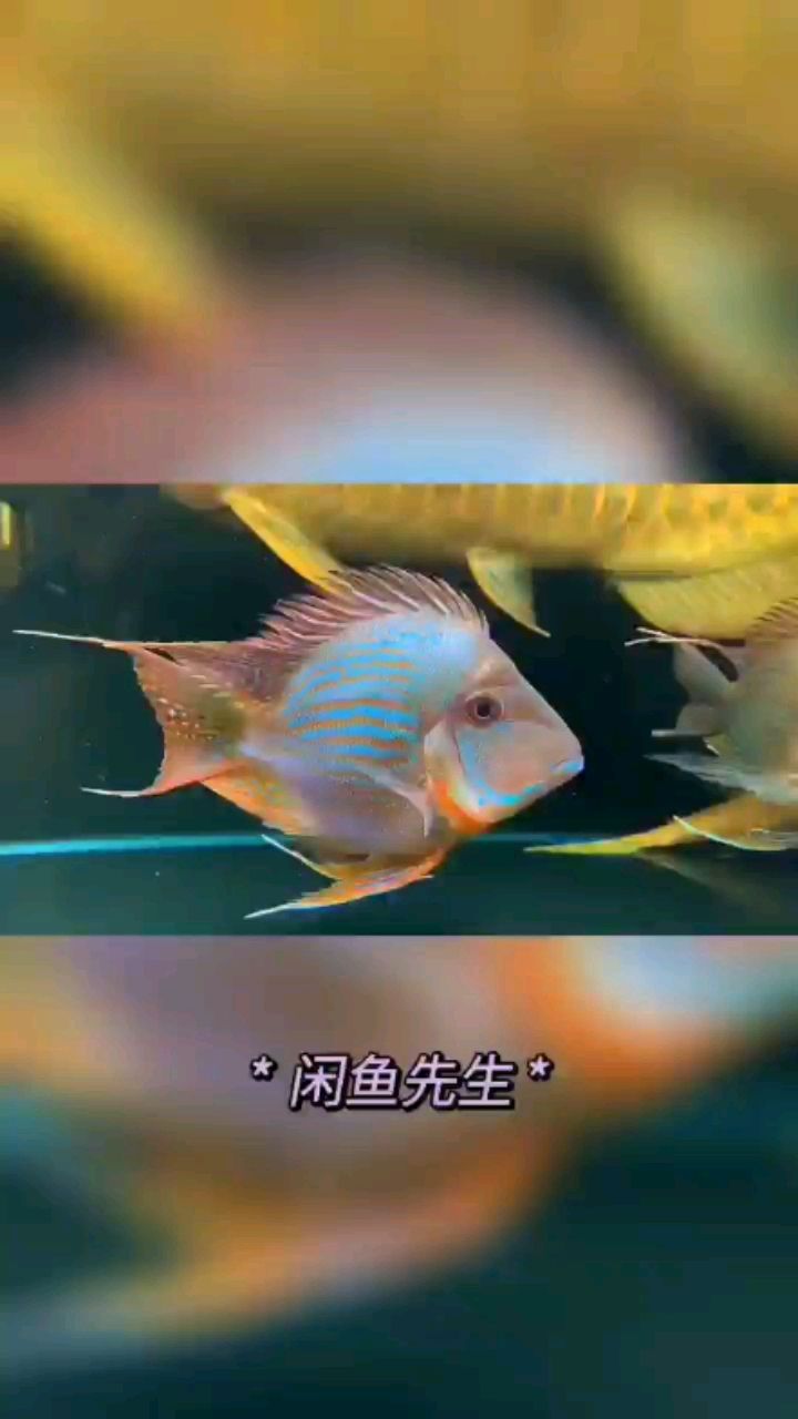 這才叫0號(hào)元寶鳳凰