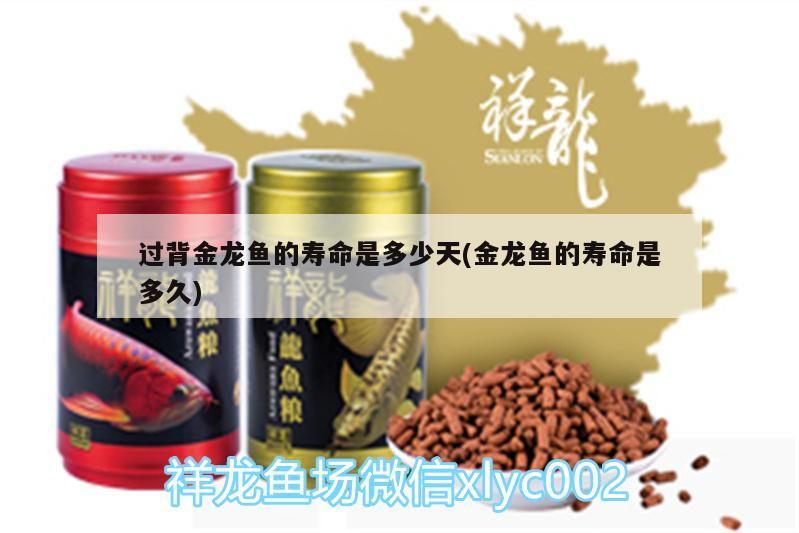 過背金龍魚的壽命是多少天(金龍魚的壽命是多久)