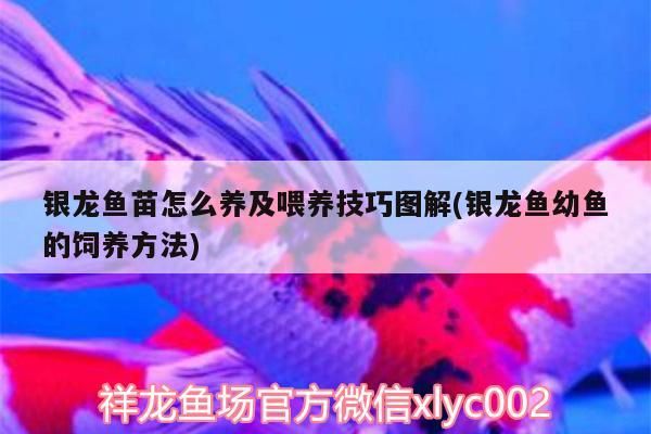 銀龍魚苗怎么養及喂養技巧圖解(銀龍魚幼魚的飼養方法)