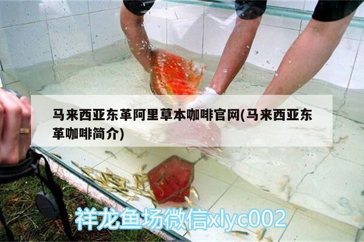 馬來西亞東革阿里草本咖啡官網(馬來西亞東革咖啡簡介)