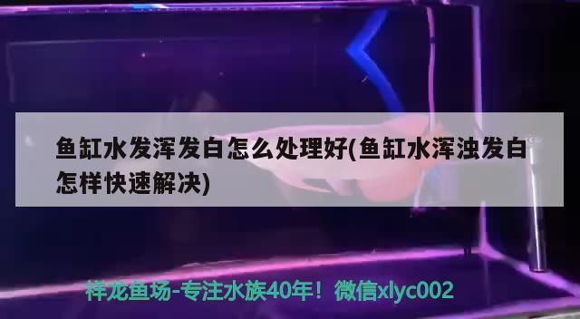 龍魚干蝦有營養嗎 魚缸水發渾發白怎么處理好(魚缸水渾濁發白怎樣快速解決) 九鼎魚缸 魚缸水發渾發白怎么處理好(魚缸水渾濁發白怎樣快速解決) 魚缸水發渾發白怎么處理好(魚缸水渾濁發白怎樣快速解決) 九鼎魚缸