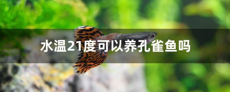 水溫21度可以養孔雀魚嗎