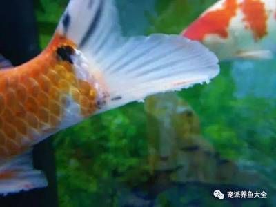 觀賞魚皮膚發(fā)白