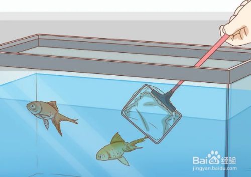 龍魚鰭爛了能自愈嗎怎么治vs祥龍魚場：治療龍魚鰭爛基于一般的魚類處理 龍魚鰭爛了能自愈嗎怎么治vs祥龍魚場：治療龍魚鰭爛基于一般的魚類處理 vs祥龍魚場 第3張