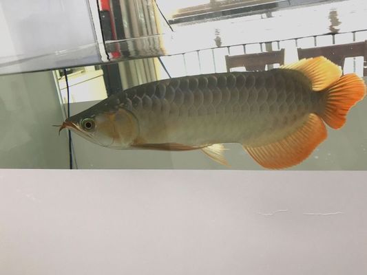 龍魚水霉下多少鹽vs祥龍魚場：祥龍魚場的評價如何 龍魚水霉下多少鹽vs祥龍魚場：祥龍魚場的評價如何 vs祥龍魚場 第4張