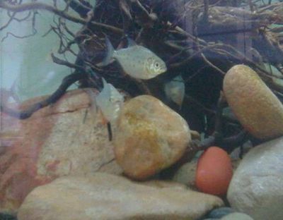 虎魚多久喂一次最好：虎魚多久喂一次最好，