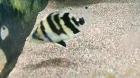 虎魚多久喂一次最好：虎魚多久喂一次最好，