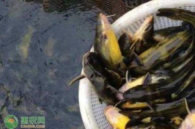 小蘇虎魚好養(yǎng)嗎怎么養(yǎng):小蘇虎魚好養(yǎng)嗎怎么養(yǎng)小蘇虎魚好養(yǎng)嗎 虎魚百科 第1張 小蘇虎魚好養(yǎng)嗎怎么養(yǎng):小蘇虎魚好養(yǎng)嗎怎么養(yǎng)小蘇虎魚好養(yǎng)嗎 小蘇虎魚好養(yǎng)嗎怎么養(yǎng):小蘇虎魚好養(yǎng)嗎怎么養(yǎng)小蘇虎魚好養(yǎng)嗎 虎魚百科 第1張