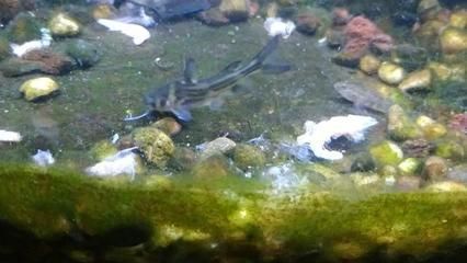 小蘇虎魚好養(yǎng)嗎怎么養(yǎng)：小蘇虎魚好養(yǎng)嗎怎么養(yǎng)小蘇虎魚好養(yǎng)嗎 小蘇虎魚好養(yǎng)嗎怎么養(yǎng)：小蘇虎魚好養(yǎng)嗎怎么養(yǎng)小蘇虎魚好養(yǎng)嗎 虎魚百科 第3張