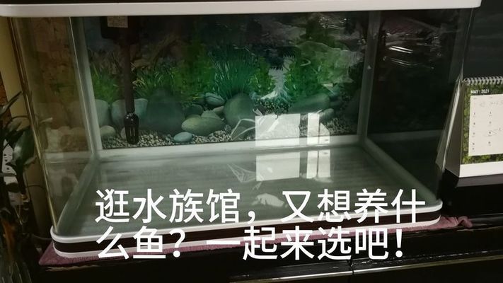 水族館一般賣什么魚類(水族館如何模擬亞馬遜生態(tài)) 水族館百科(水族館加盟) 第2張 水族館一般賣什么魚類(水族館如何模擬亞馬遜生態(tài)) 水族館一般賣什么魚類(水族館如何模擬亞馬遜生態(tài)) 水族館百科(水族館加盟) 第2張