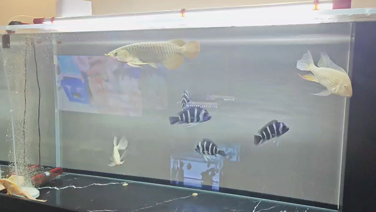 每周一發[huaixiao] 每周一發[huaixiao] 龍魚論壇