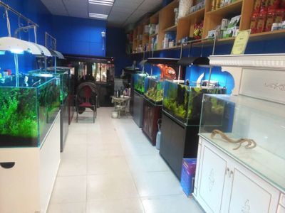 祥龍魚場水族館加盟條件如何：祥龍魚場加盟優勢分析