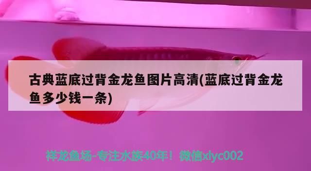 古典藍底過背金龍魚圖片高清(藍底過背金龍魚多少錢一條) 古典藍底過背金龍魚圖片高清(藍底過背金龍魚多少錢一條) 金龍魚百科