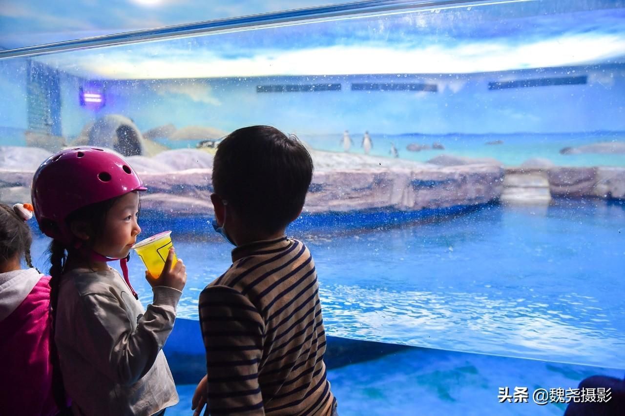 水族館怎么建的：水族館建設需要考慮多種因素和吸引游客并教育水族館建設