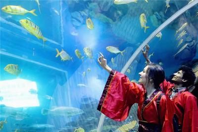 水族館怎么建的：水族館建設需要考慮多種因素和吸引游客并教育水族館建設