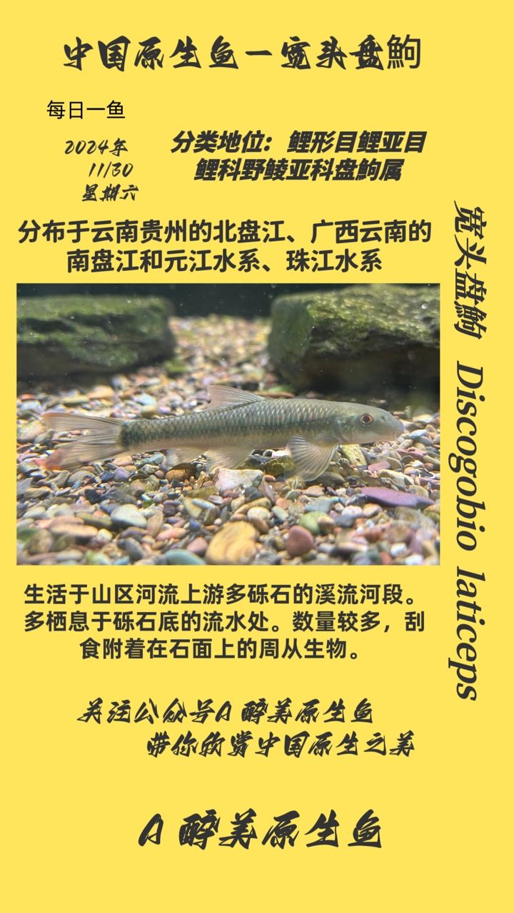 寬頭盤鮈